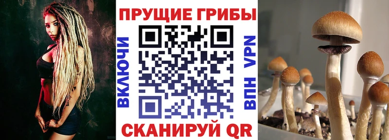 Галлюциногенные грибы Psilocybine cubensis Артёмовск